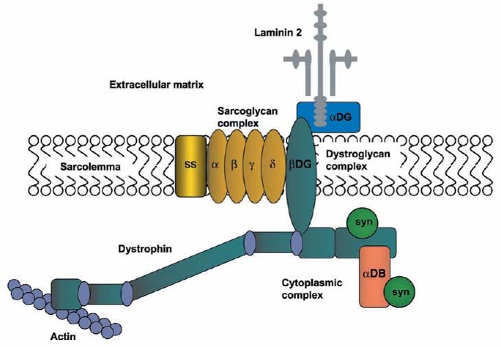 Figure 2.11 The Dystrophin-Glycoprotein Complex (DGC) located at the sarcolemma. Reprinted with permission from Bloch, R.J., et al.