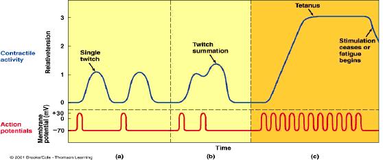 Figure 3.3 Twitch summation due to increasing frequency of stimulation. The lower line indicates the action potential initiated by the electrical stimulation 263.