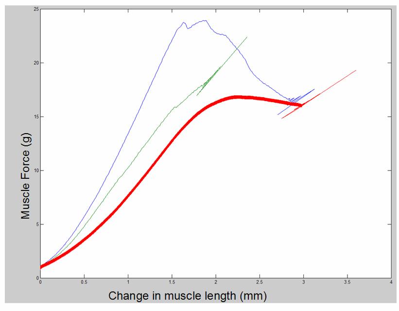 nonlinear tension is exerted on the tendons (Figure 3.5). Due to the viscoelastic nature of passive muscle, the force output will be increased at a higher strain rate.