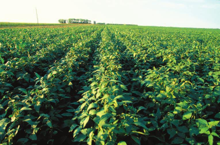 The Next Generation of Soybean Oil Enhancements SOYBEAN TRAIT INNOVATIONS GOALS In addition to innovations in processing techniques, the industry continues to work toward developing soybean varieties
