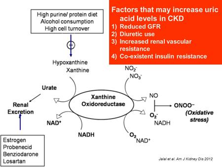 Uric acid is an end product of a high purine/protein diet and a high cell turnover and some factors may increase uric acid level in kidney disease, these are reduced GFR, diuretic