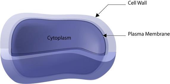 Basic Cellular Structures Cell membrane (cytoplasmic membrane) All