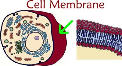 leaves the cell Phospholipid bilayer Cell wall PLANTS ONLY strong
