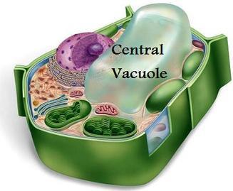 Basic Cellular Structures Vacuoles stores materials such as water, salt, proteins, and carbohydrates Animal cells have small but plants have large central vacuole Filled with fluid,