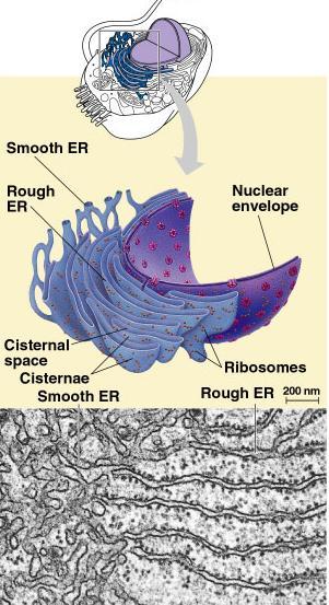 Endoplasmic Reticulum Function works on proteins helps complete the proteins after ribosome builds