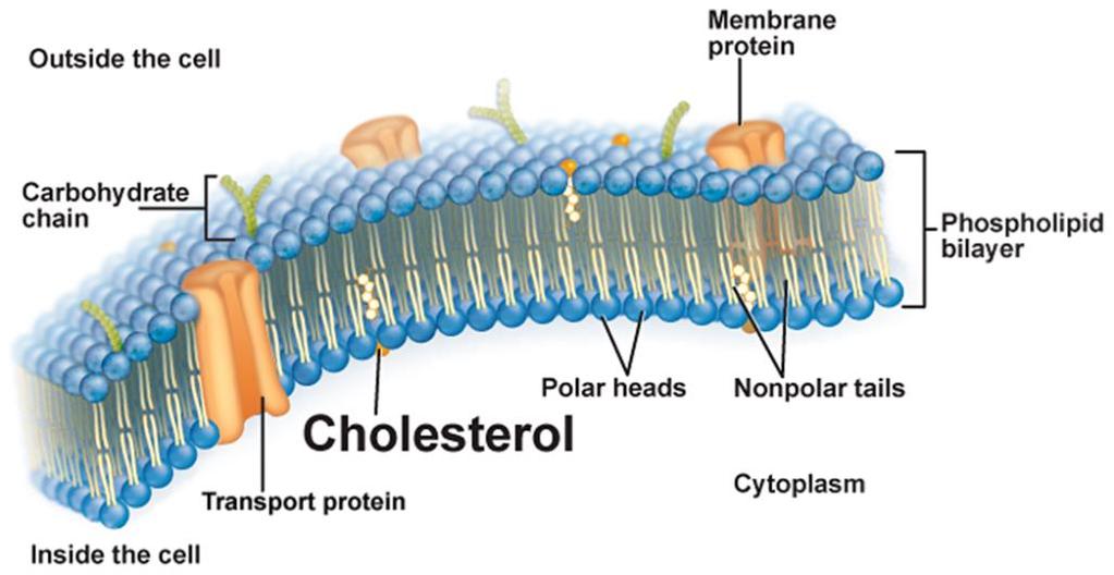 The Plasma Membrane O Cholesterol: helps control how fluid or how much the membrane is allowed to