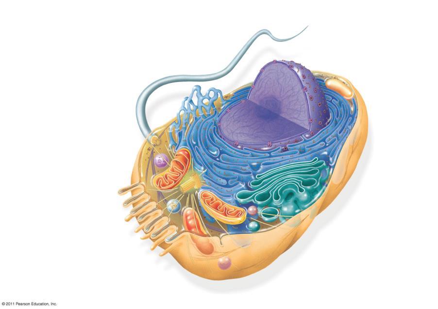 O The interior of a eukaryotic cell has membranes that enclose organelles O These