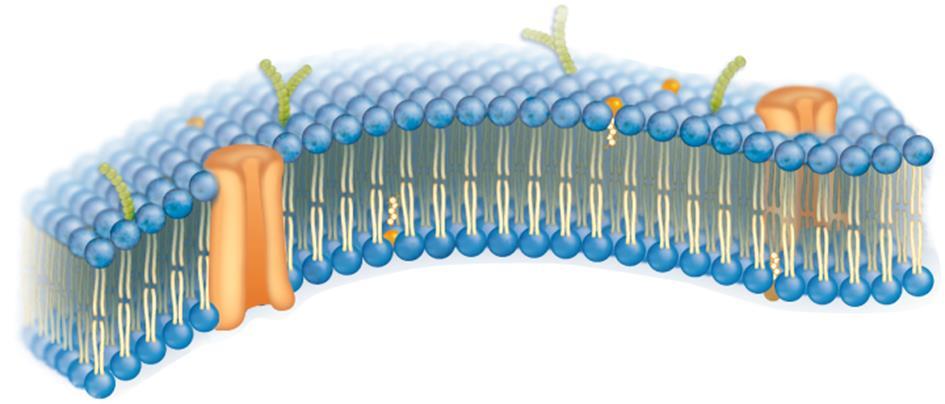The Plasma Membrane O A Thin and flexible boundary between