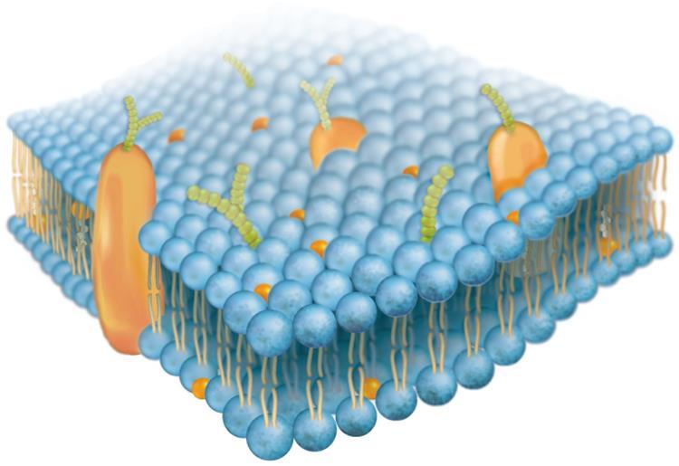 The Plasma Membrane O The Fluid Mosaic Model: Other molecules float on and in the membrane O They move, so it is