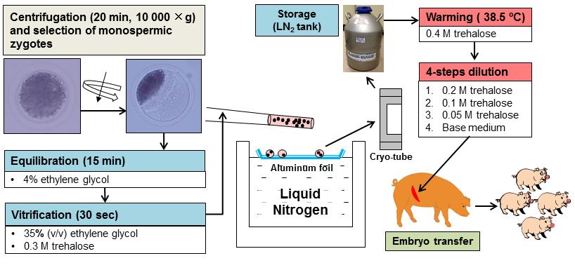 Fig. 1. The schematic overview of a solid surface vitrification protocol modified for the cryopreservation of IVF-derived porcine zygotes in large groups (Somfai et al. 2009).