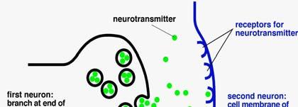 Neurotransmitters are Proteins Neurotransmitters