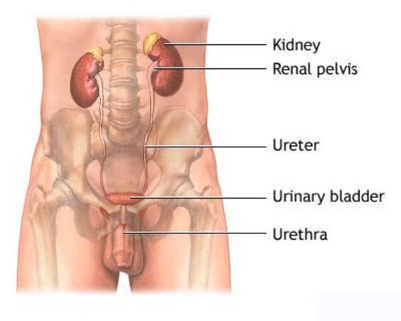 ETIOLOGY The source of red blood cells in the urine can be from anywhere in the urinary tract between the kidney glomerulus and the urethral meatus (Figure 2).