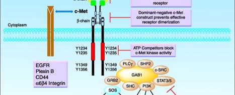 c-met pathway and c-met signaling inhibition strategies Eder et al.