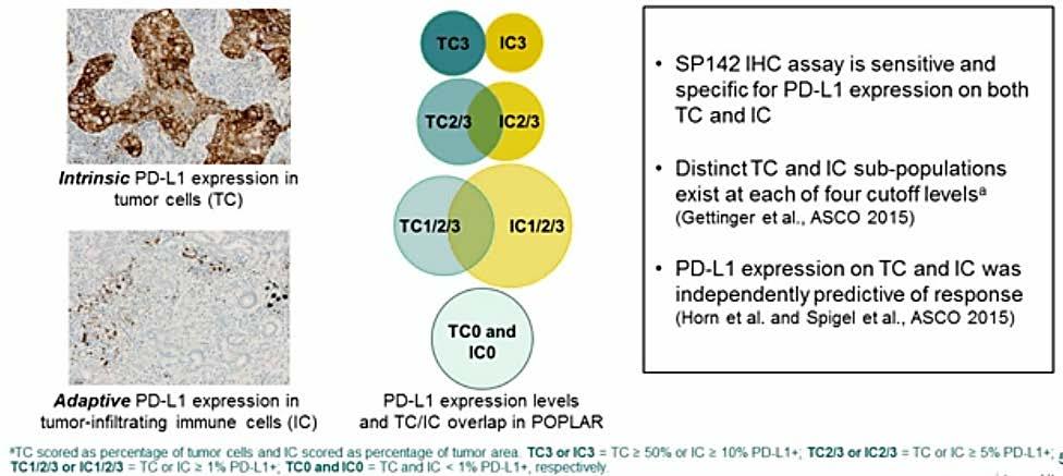 PD-L1 Expression on TC and IC Is a Potential Predictive Biomarker for