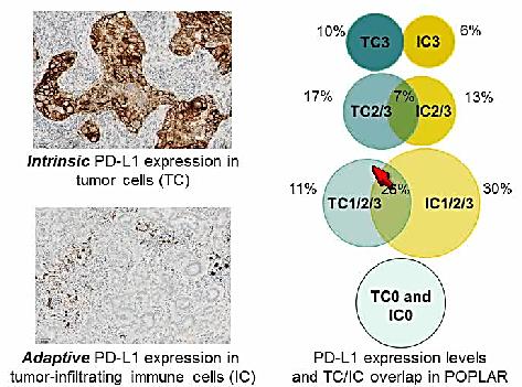 PD-L1 as a Potential Predictive Biomarker? (cont d) PD-L1 expression on TC and IC is a potential predictive biomarker for atezolizumab in NSCLC 036 Kerr K. ASCO 2015. Discussant.