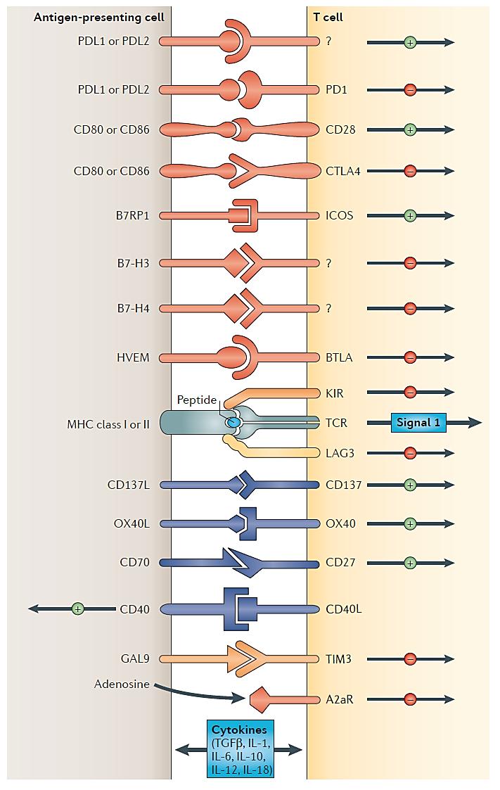 Key Regulators of Cytotoxic T Lymphocyte Response 05 Cytotoxic T cell responses are regulated by