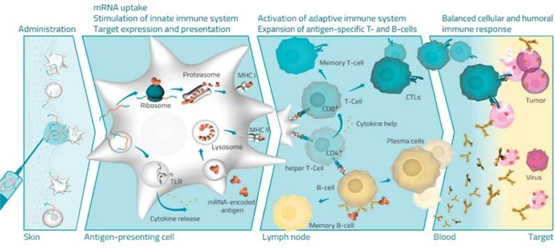 BI 1361849*: Therapeutic mrna-based Vaccine 053 A novel investigational therapeutic mrna-based vaccine developed in collaboration with CureVac Mobilises the patient s own immune system to fight the