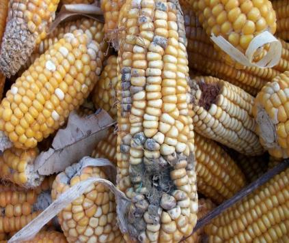 What are Aflatoxins Aflatoxins are toxins produced by Aspergillus fungi which infect maize, groundnuts, wheat, and many other staple foods.