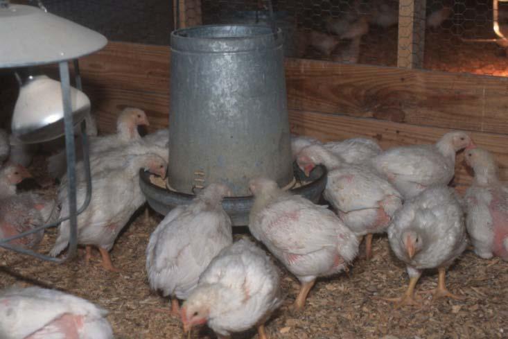 Africa Poultry test (on going) D-spacing &