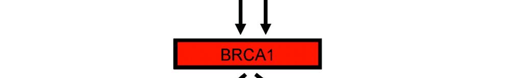 BRCA1 and response to DNA- and microtubule-damaging
