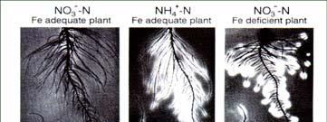 acidification Fe 3+ reductase Phytosiderophores/phytometallophores Root morphology, ion transfer sites.