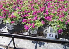 grower moves from inefficient overhead sprinklers with 0% leaching