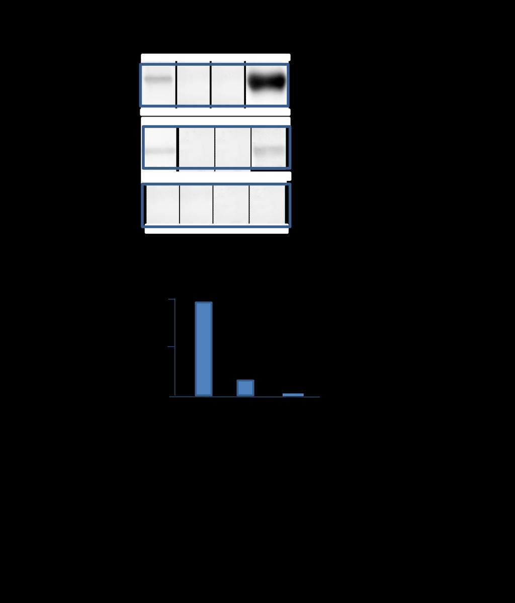 Figure 4 Supplement Anti-BSA