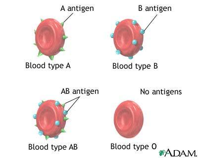 BLOOD TYPES determined by protein that is ON the red blood cells.