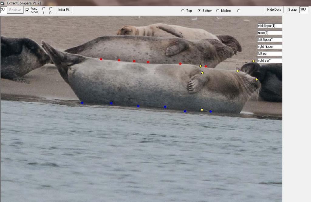 Figure 6. Example of computer aided pre-processing of images by placing points corresponding to different anatomical locations on the image. First, points were placed on the nose and mid-flipper.