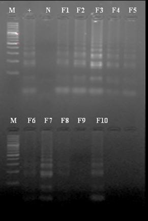 gene of serotype 1 MDV, whereas the assay was able to detect 100 copies of the meq gene of MDV.