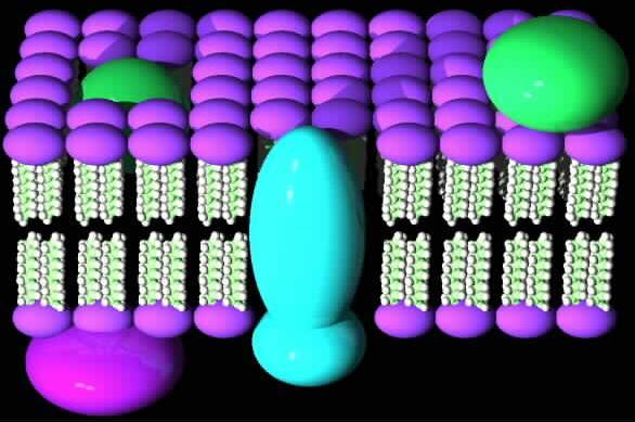 Three classes of lipids are main constituents of membrane bilayers: