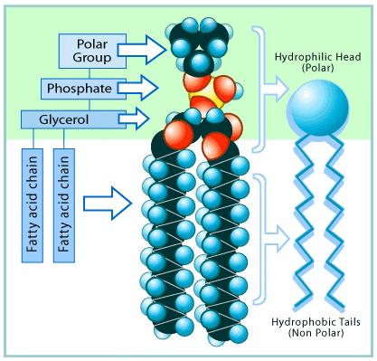 The phospholipid molecule Saturated fatty acid - SFA Polyunsaturated
