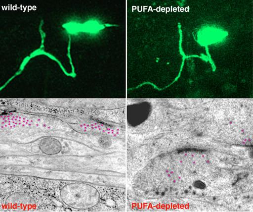 PUFA-depleted neurons are morphologically normal but defective in neurotransmission experimental species: nematode C.