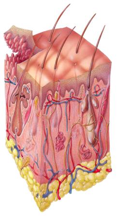 Skin & the Integumentary System 6.1-6.2 September 10, 2012 Chapter 6: Skin & the Integumentary System 6.1 Skin and its Tissues 6.2 Accessory Organs of the Skin 6.3 Regulation of Body Temperature 6.