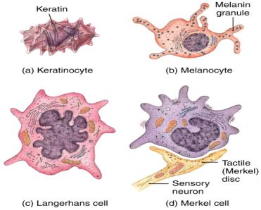 keratin protein) Stem cells in the stratum basale undergo continuous cell division, producing keratinocytes for other layers Epidermis Subcutaneous Layer