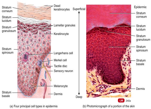 The epidermis is composed of four layers in thin skin, and five layers in thick skin The stratum basale or stratum germinativum is always the bottom