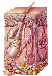 2 Accessory Organs of the Skin Objectives Describe the accessory organs associated with the