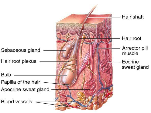 muscle, and a hair root plexus New hairs develop from the division of hair matrix cells in the