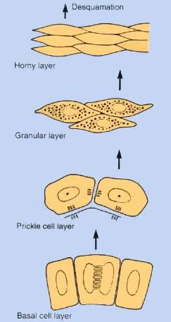 Keratinocyte Maturation 1. Basal layer undifferentiated cells dive half move upward and the other half remain to divide again. 2. Prickle layer cells change from columnar to polygonial.