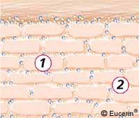 Horny Layer Dense segment (pars compacta) with about 15-20 layers of cells connected by proteinrich appendages of the cell membrane Permeability barrier 10-30% of total layer volume