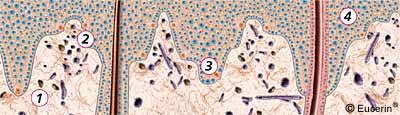 Dermis (corium) derm/corium (Lat./Gk., skin) Well-defined border with epidermis, more fluid border with the subcutis Gel-like materials, water, collagen Divided into the lower stratum reticulare (Lat.