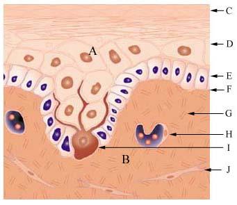 Schematic of Human Skin Schematic Drawing of Human Skin Drawing (transverse section) of human skin illustrates the epidermis, basement membrane, dermis, capillaries and major cellular components.