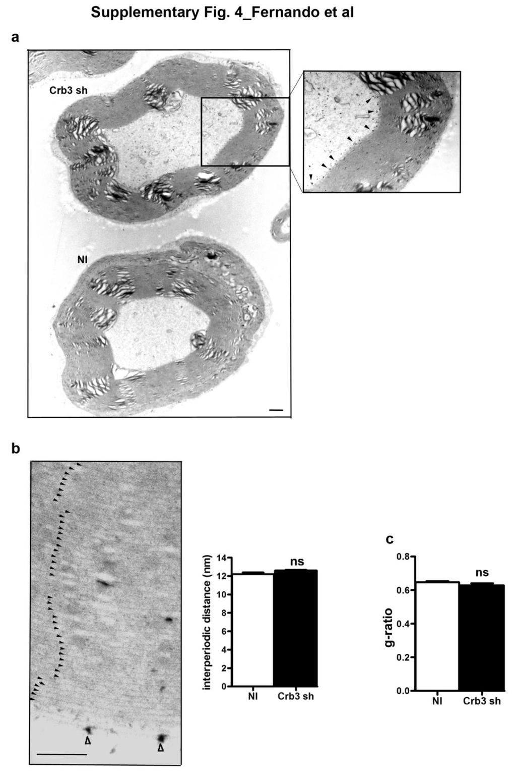 Supplementary Figure 4 Crb3-silencing does not alter the myelin ultrastructure, interperiodic distance or the myelin g-ratio (a) Electron microscopy picture showing two adjacent myelinated fibers in
