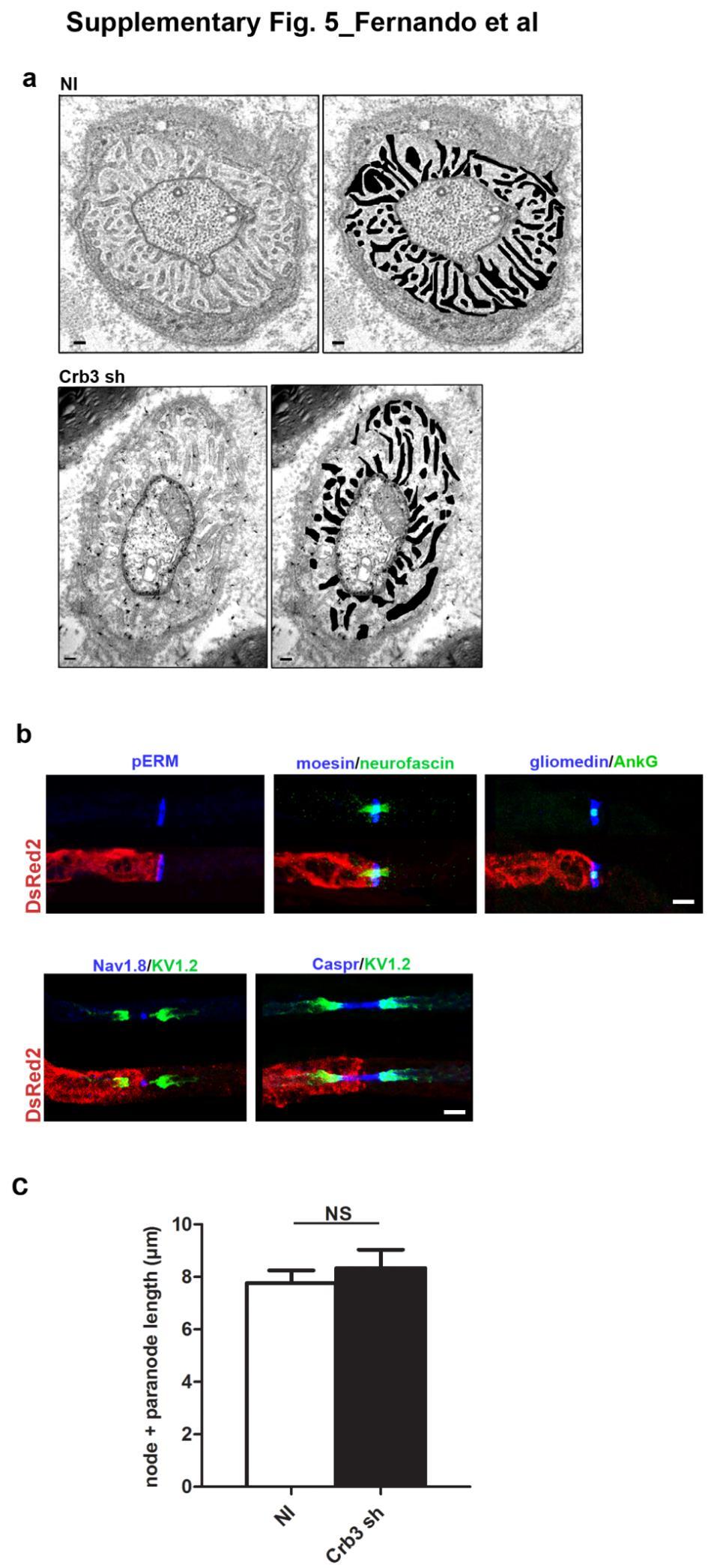 Supplementary Figure 5 Microvilli and nodes of Ranvier are not altered in Crb3-silenced mscs (a) Left panels: electron microscopy pictures showing microvilli (highlighted in black in the right