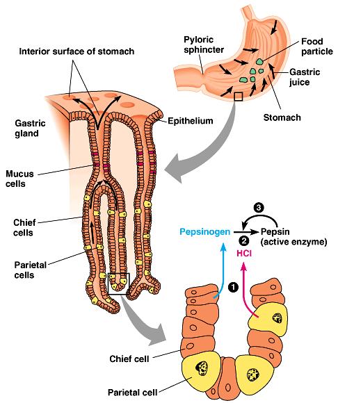 Pepsin is secreted in an inactive form, called pepsinogen by specialized chief cells in gastric pits.