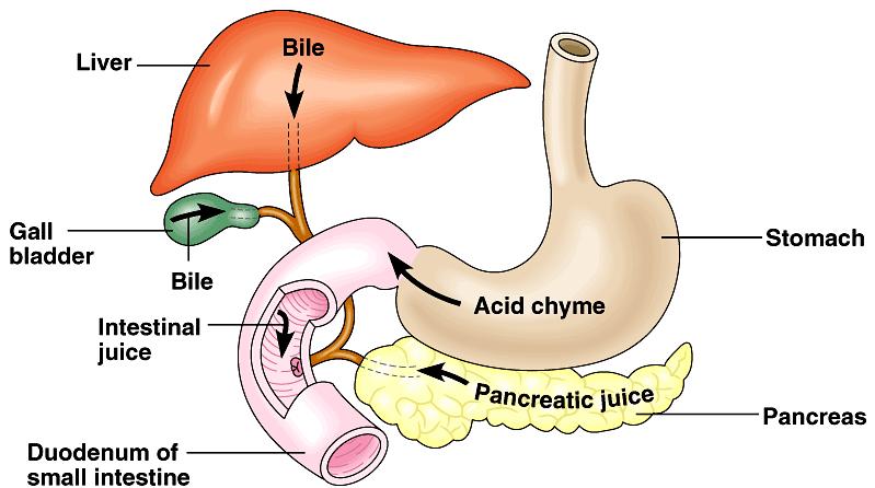 In the first 25 cm or so of the small intestine, the duodenum, acid chyme from the stomach mixes with digestive juices from the pancreas, liver, gall bladder, and gland cells of