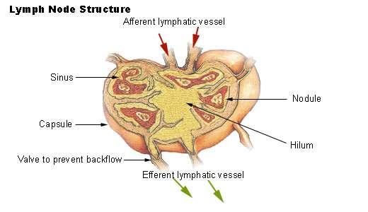 Like veins, the lymphatic tributaries have thin walls and have valves to prevent backflow of blood. There is no pump in the lymphatic system like the heart in the cardiovascular system.