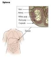 Spleen The spleen is located in the upper left abdominal cavity, just beneath the diaphragm, and posterior to the stomach. It is similar to a lymph node in shape and structure but it is much larger.