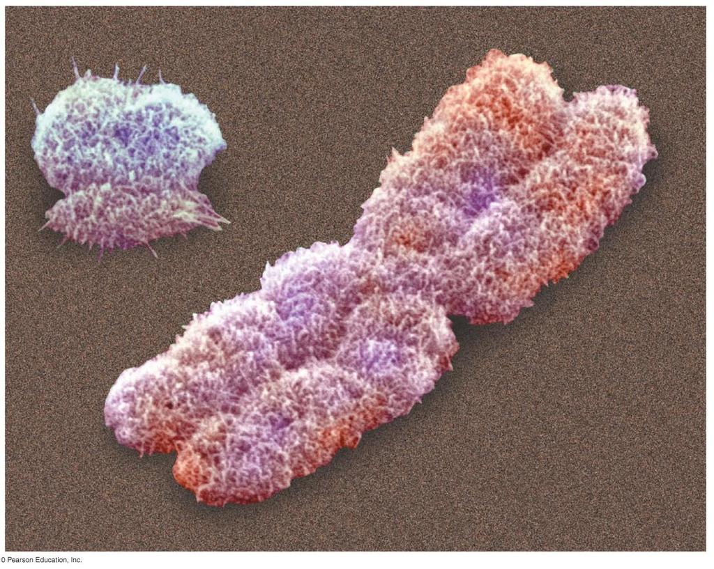 SEX CHROMOSOMES AND SEX-LINKED GENES Colorized SEM Sex chromosomes