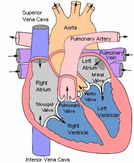 Right atria - upper chamber t yur left Right ventricle - lwer chamber t yur left 7.